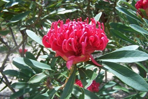 Telopeas National Botanic Gardens